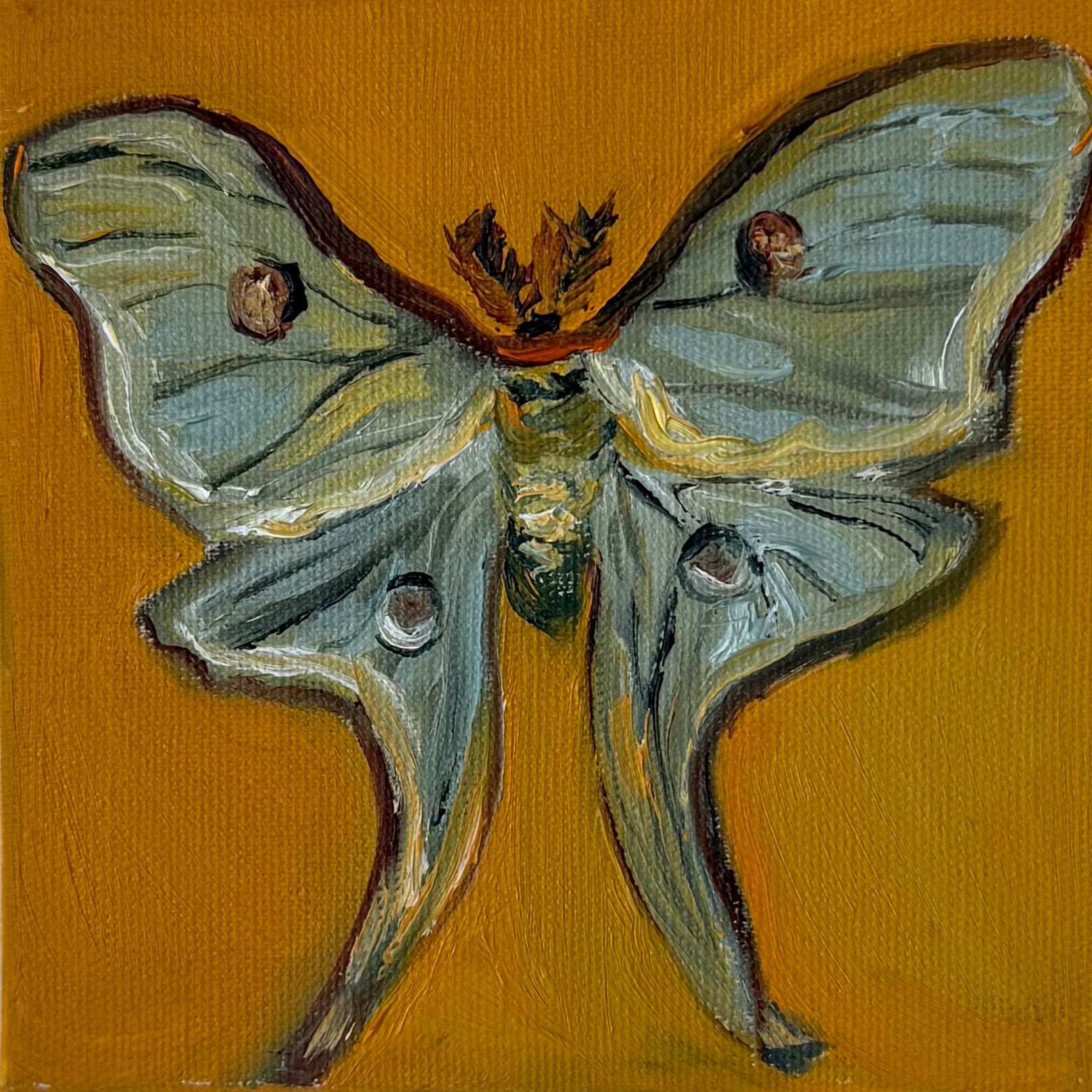 "Mariposa luna", 10x10 cm Original